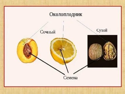 Какая ткань образует околоплодник