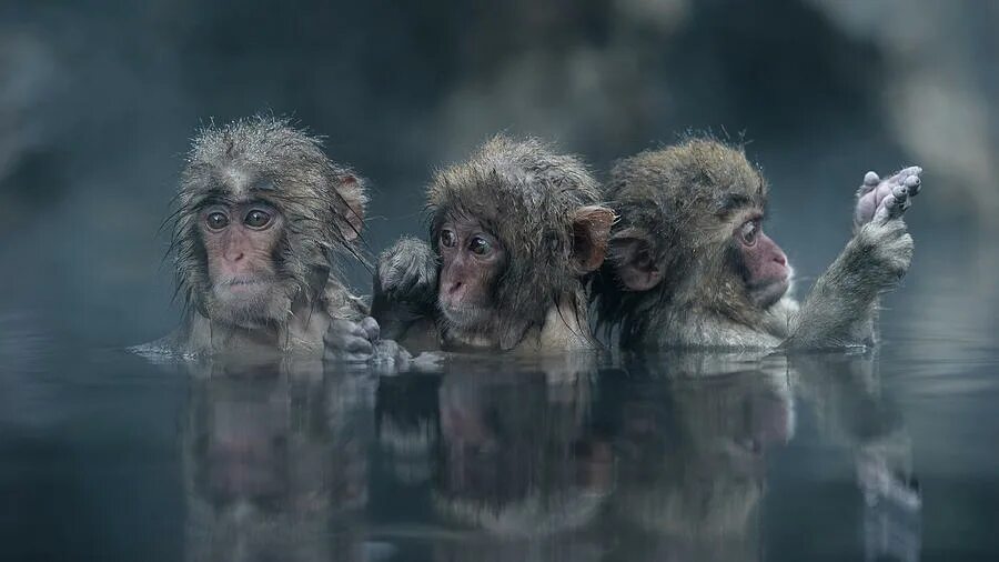 Волосатое трио. Три мартышки. Три веселых обезьяны. 3 Макаки. Три обезьяны фото.