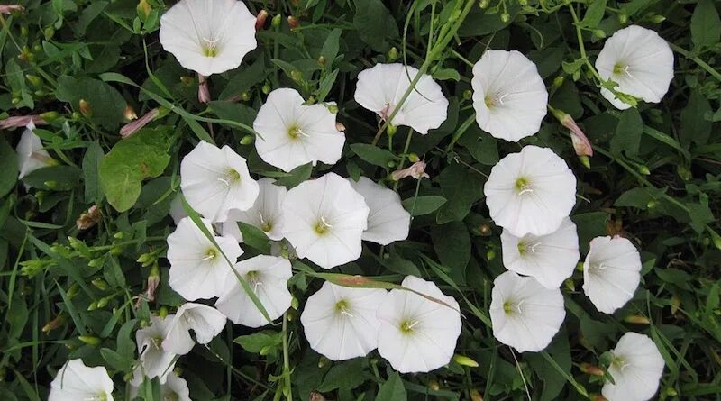 Вьюн в огороде. Вьюнок полевой. Вьюн в огороде. Вьюнок березка сорняк. Вьюнок полевой.