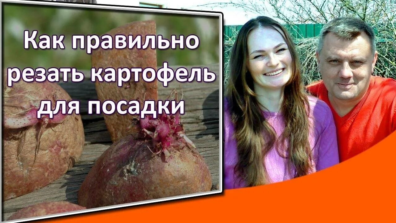 Можно разрезать картошку при посадке. Разрезать картофель для посадки крупный.
