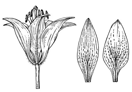 Жилкование листа лилейных растений. Семейство лилейные жилкование. Семейство лилейные жилкование листьев. Какое жилкование у лилейных. Лилейные растения жилкование листьев.