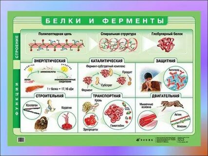 Структурные классы белков