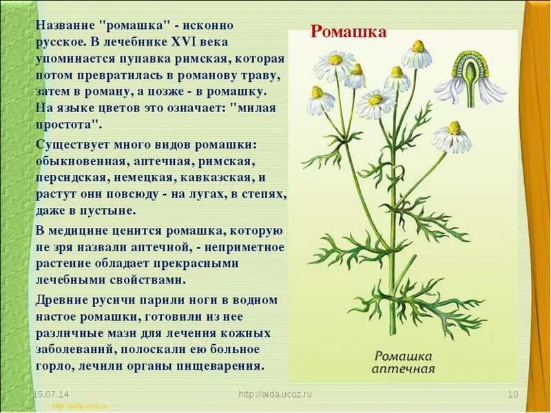 мята Целебные травы Постила