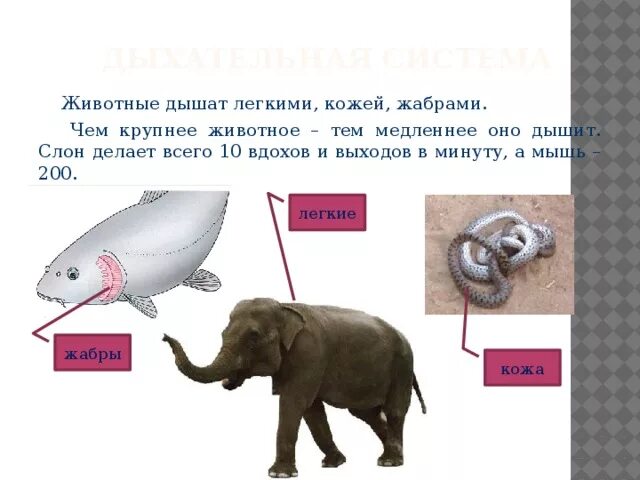 Как дышат животные. Животные которые дышат легкими. животные которые дышат кожей. дыхательная система слона. органы дыхания слона.