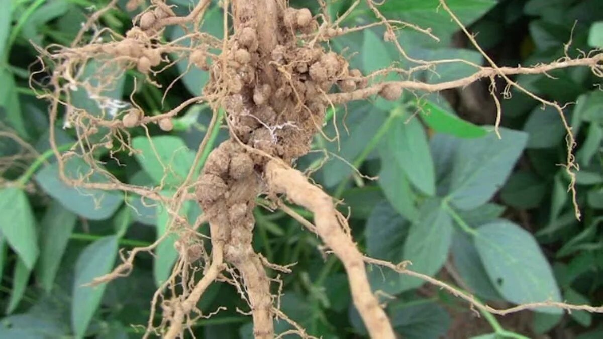 Почвенные клубеньковые бактерии. Азото фиксируюхие бактерии. Клубеньковые азотфиксирующие бактерии. Бактериальные клубеньки бобовых. Почвенные клубеньковые бактерии.