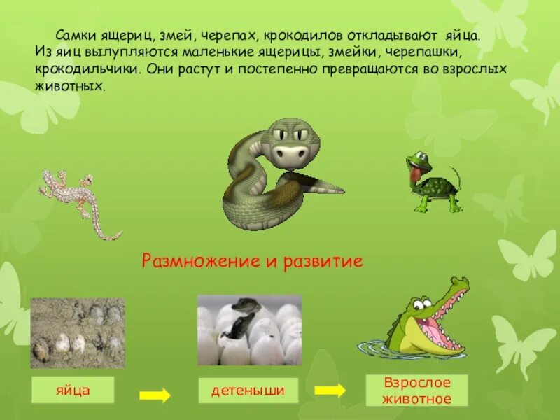 Проект размножение животных 3 класс. Развитие зверей. размножение зверей. сообщение о размножении и развитии животных. сообщение о размножении и развитии животных выбранной группы.