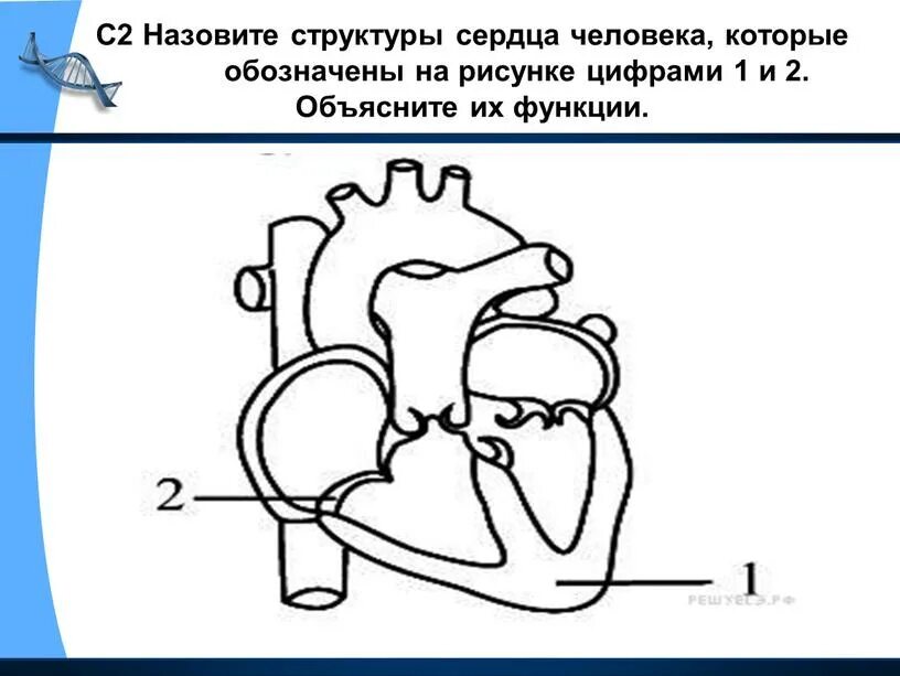 На рисунке изображено строение сердца. Назовите структуры сердца. Назовите структуры сердца человека. Структуры сердца рисунок. Сердце человека задания.