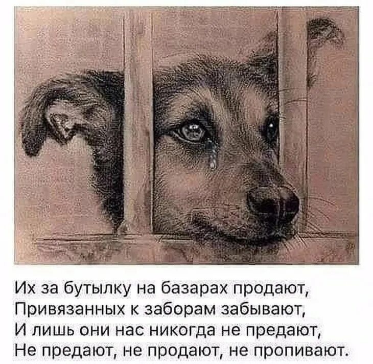 Стихи про собаку преданность. История про собаку до слез. Стих про собаку до слез. Картины бездомных животных.