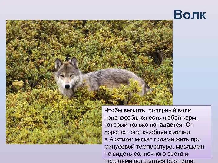 Животные тундры волк. Сообщение о волке который живет в тундре. Сообщение о животных тундры волк. Чем питается Тундровый волк.