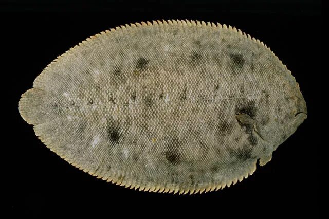 Блюдо овальное для рыбы. Серая овальная рыба. Ranzania laevis. Soleidae. Ranzania laevis.