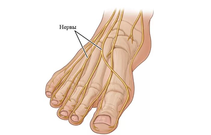 Foot side. Иннервация стопы анатомия. Большеберцовый нерв подошвенный. Иннервация пальцев стопы анатомия. Иннервация большого пальца стопы.