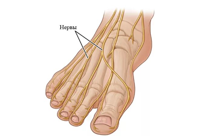 Иннервация стопы анатомия. Большеберцовый нерв подошвенный. Иннервация пальцев стопы анатомия. Иннервация большого пальца стопы. Foot side