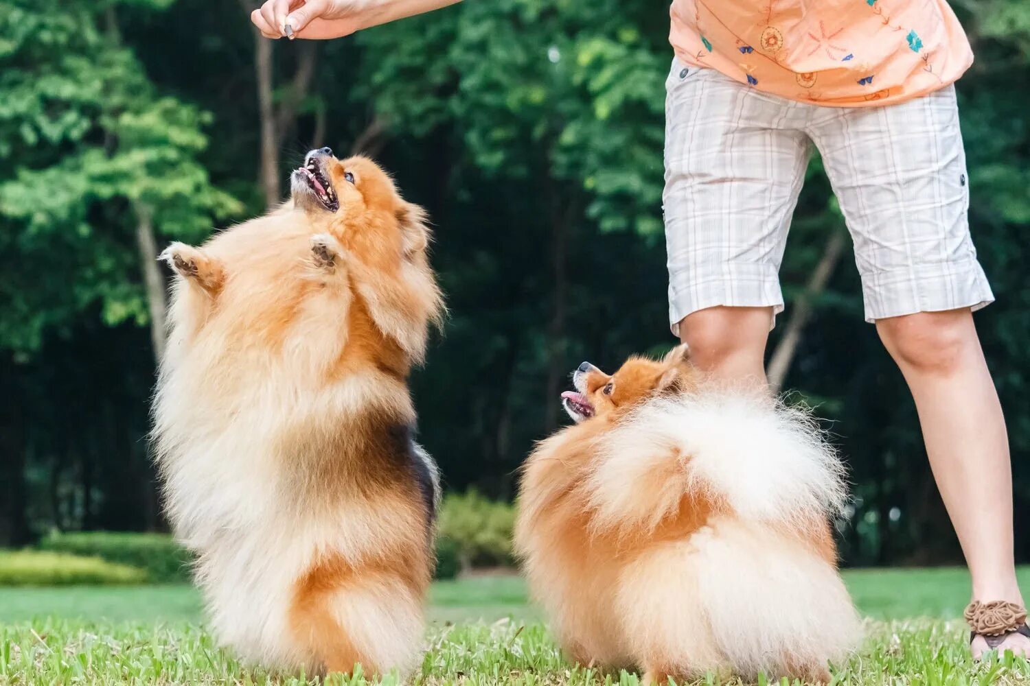 вольер для ротвейлера. лучшие собаки для квартиры. квартирные породы собак. двухэтажный вольер для собаки. можно ли на улице держать собаку.