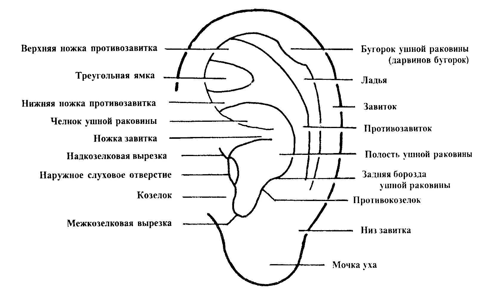 Наружное ухо состоит из ушной раковины. Схема строения наружного уха. Строение наружного уха анатомия уха. Схема строения уха человека наружное. Наружная ушная раковина анатомия.