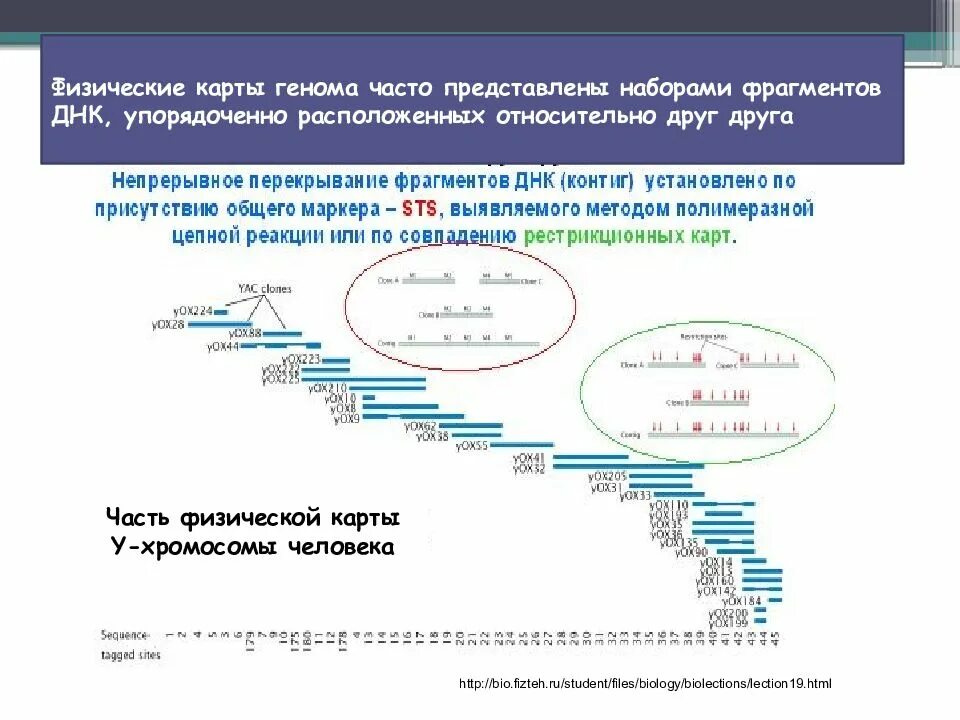 13 ген человека. 13 ген человека. 13 ген человека. Снп в медицине. Синдром патау кариотип.