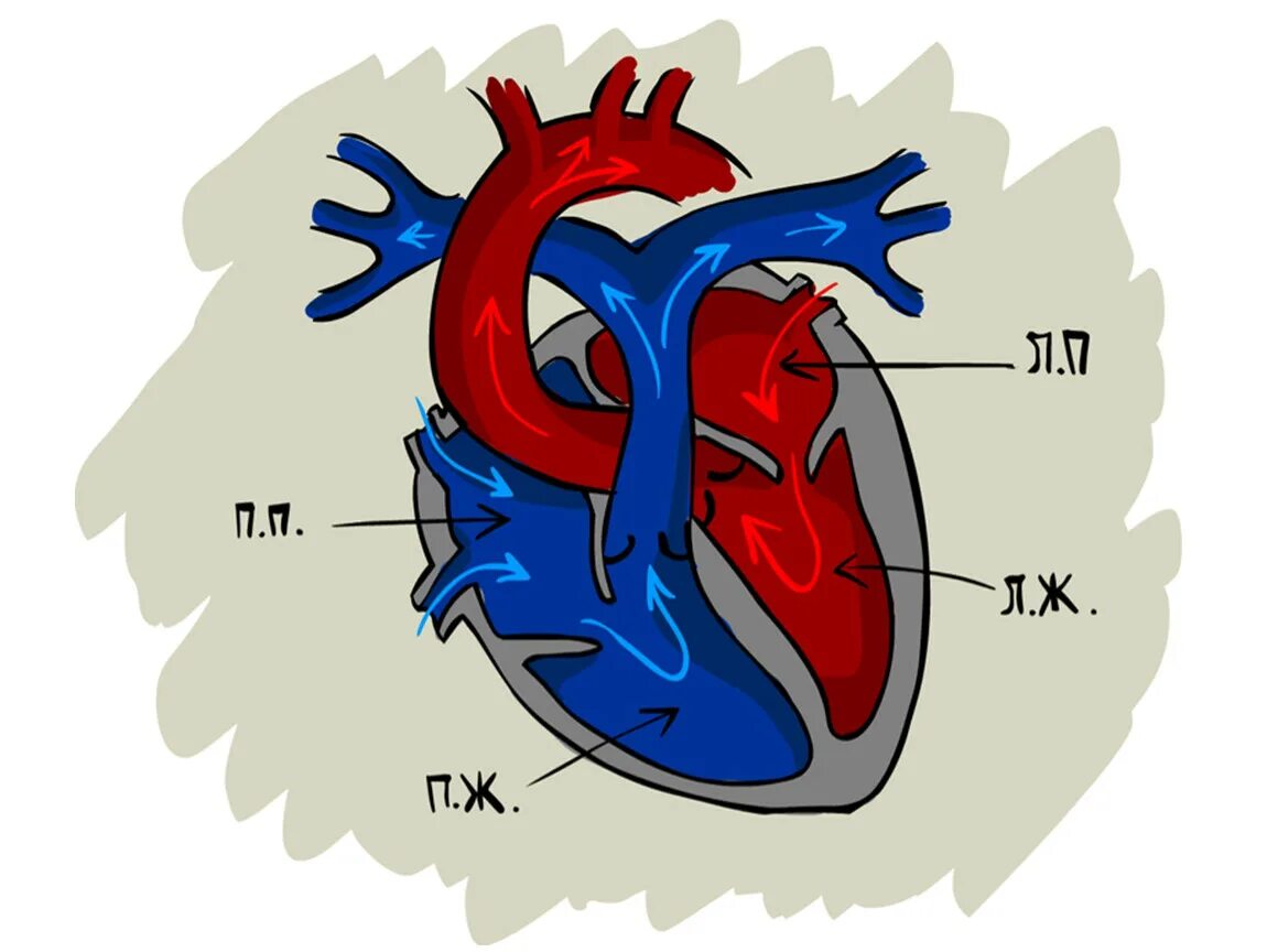 Строение сердца схема. Строение сердца схема простая. Строение сердца рисунок. Схема строения сердца 3 класс.