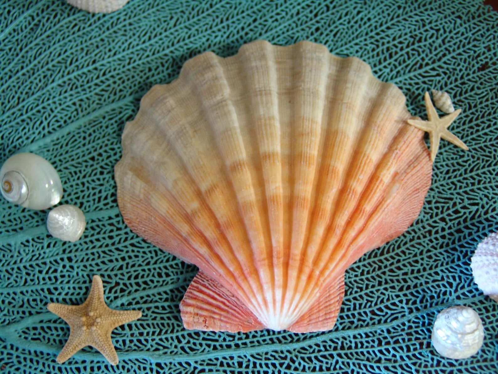 Scallop Shell раковина. Ракушка гребешок Афродиты. Морской гребешок Ракушка. Ракушки цветные. Берилова ракушка