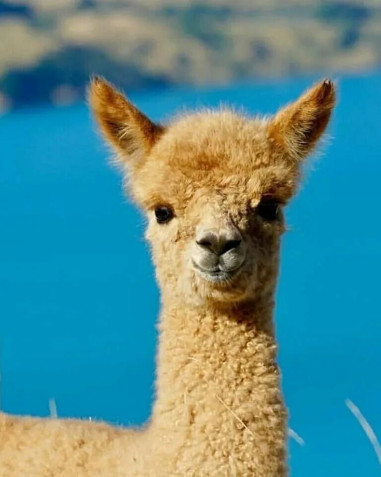 Alpaka story. Альпаки казуал. Королевская альпака. Alpaka story. Ламы и альпаки.