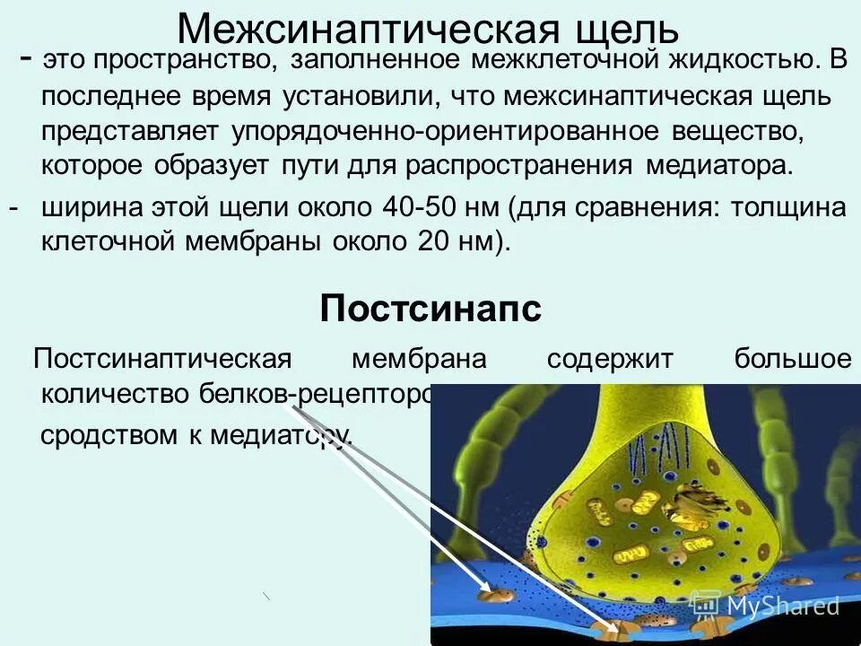 Вещество заполняющее пространство. Ассимиляционная ткань растений. Вещество заполняющее пространство. Вещество заполняющее пространство. Ткань:основная понятие.