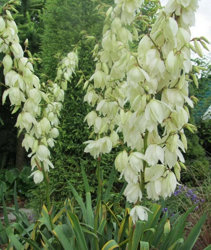 Садовые цветы юкка. Юкка нитчатая Садовая. Цветок Юкка нитчатая. Юкка нитчатая (Yucca). Юкка_Садовая #Юкка_нитчатая.