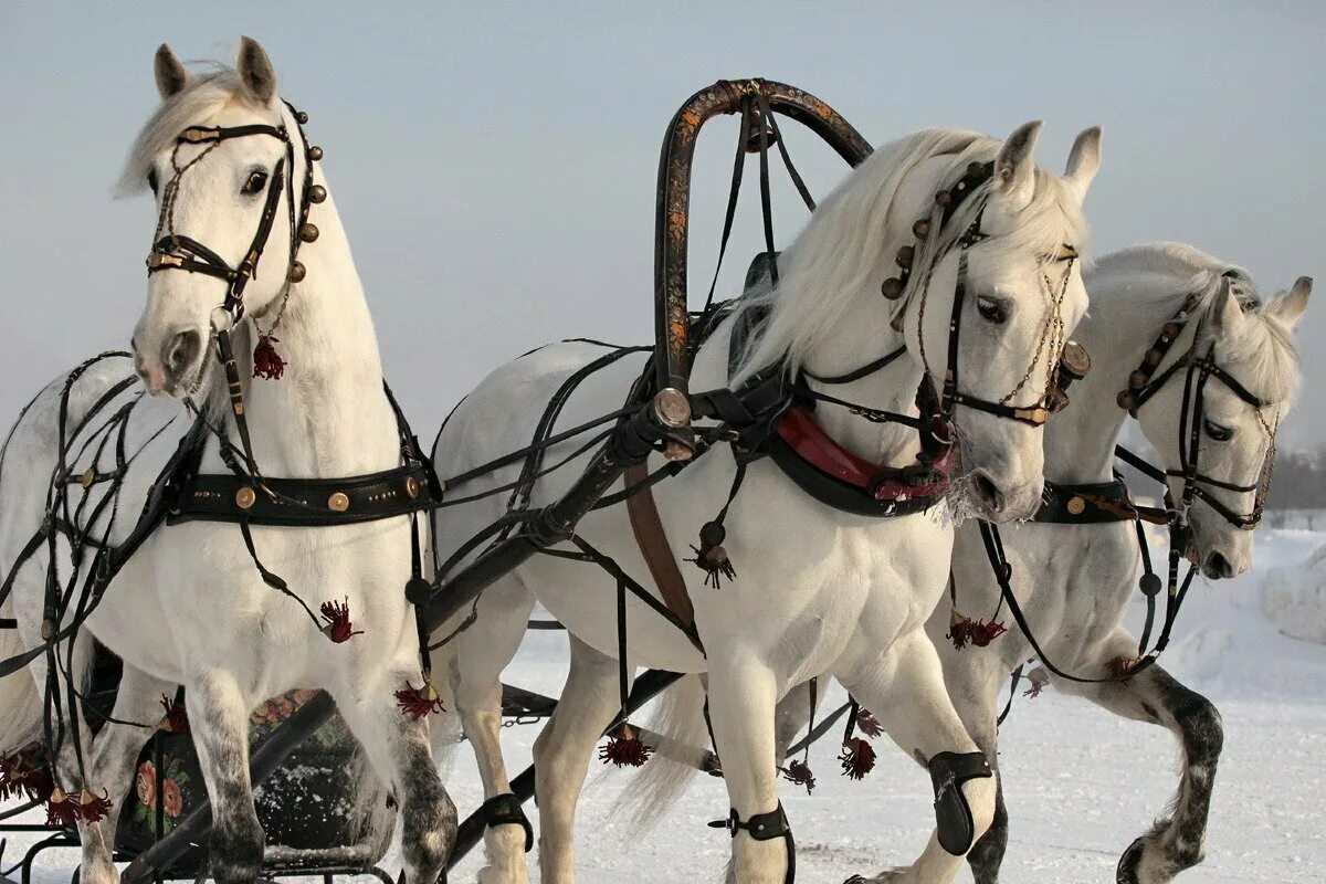 Орловский рысак в упряжи. Конная упряжь тройки. Тройка орловских рысаков в упряжи. Конная упряжка тройка. Брюс в одной упряжке с петром 10