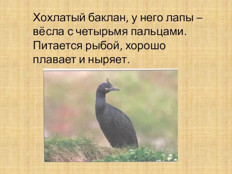 Хохлатый Баклан. Интересные факты о бакланах. Баклан красная книга. Лапы баклана. Бакланы текст