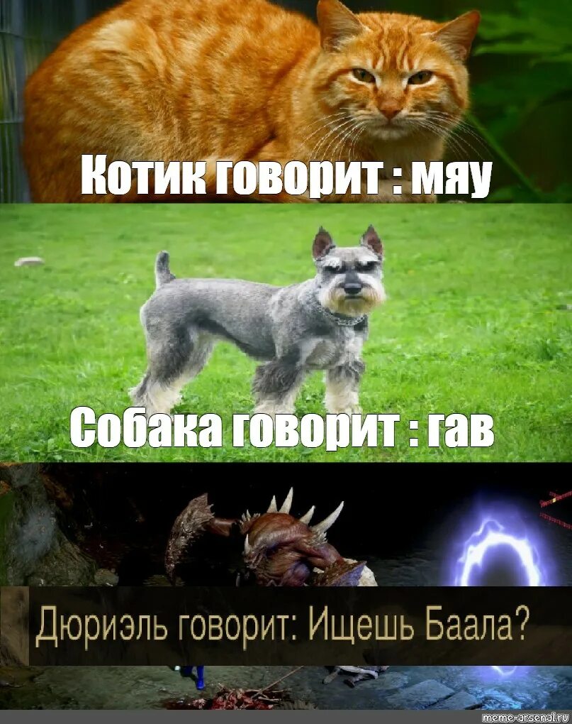 Котик скажи мяу