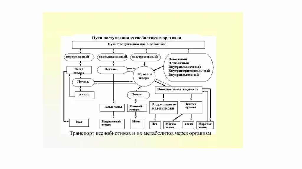 Ксенобиотики в организме. Схема метаболизма ксенобиотиков. Пути поступления ксенобиотиков. Пути поступления ксенобиотиков в организм человека. Транспорт ксенобиотиков.