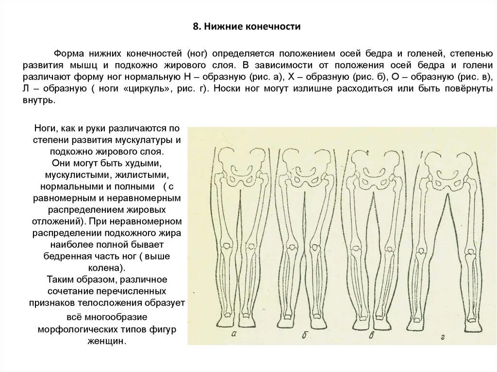 Развитие нижней конечности. Форма нижних конечностей. Форма ноги человека. Строение формы ног. Форма ног виды.