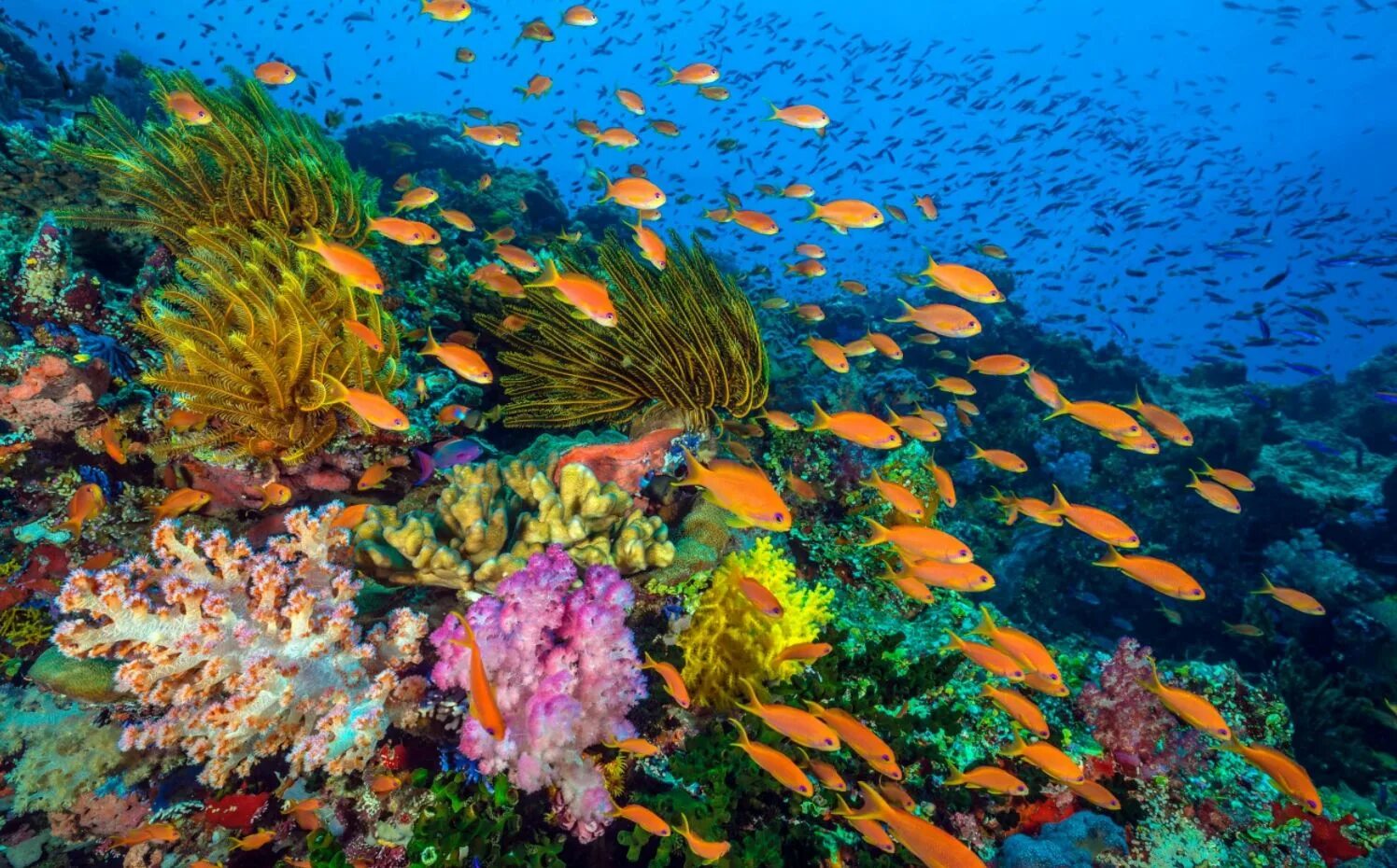 Органический тихого океана. Большой Барьерный риф рыбы. Коралловый риф в Австралии. Рифы Тихого океана. Рыбы барьерного рифа в Австралии.