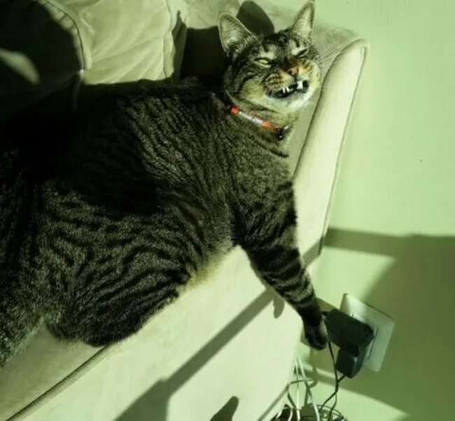 Злой котик. Котик что то задумал. Хитрые коты. Замышляющие неладное коты. Кот что-то задумал.