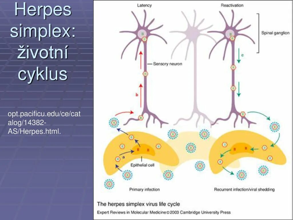 Herpes simplex 1 и 2