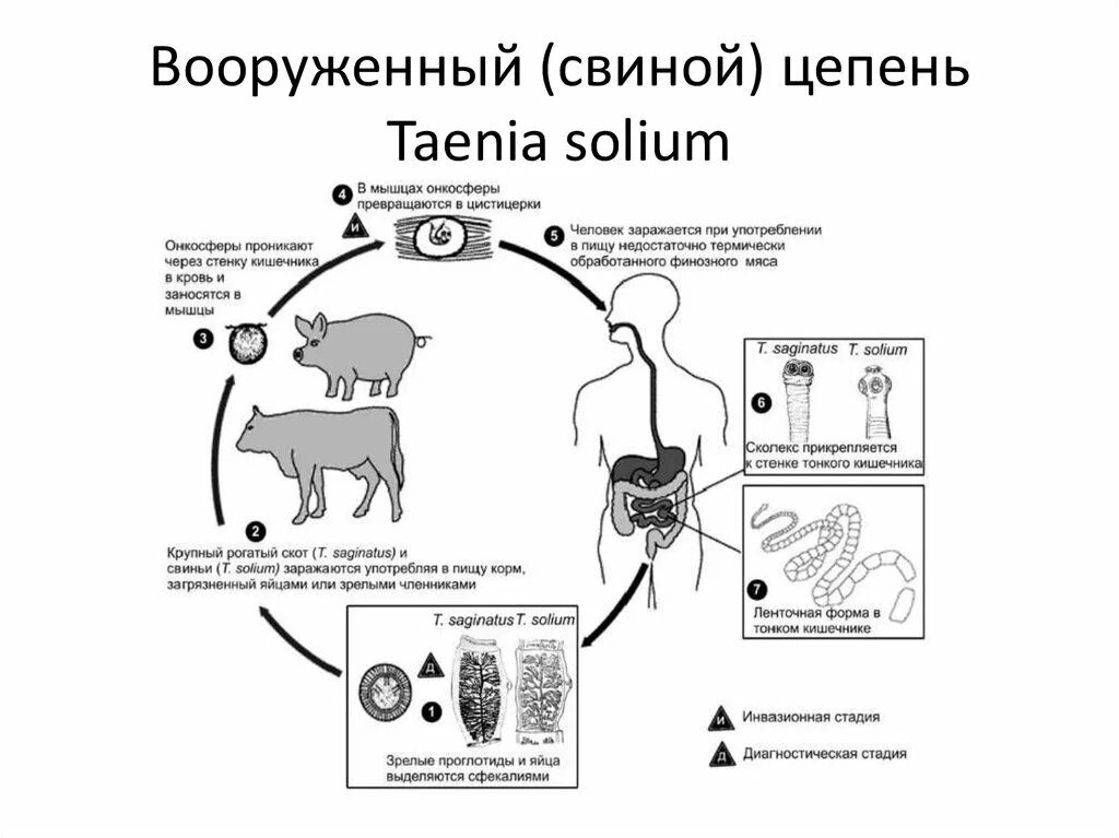 Жизненный цикл свиного цепня схема. Свиной цепень жизненный цикл Taenia solium. Цикл свиной цепень схема. Цикл развития свиного цепня схема.