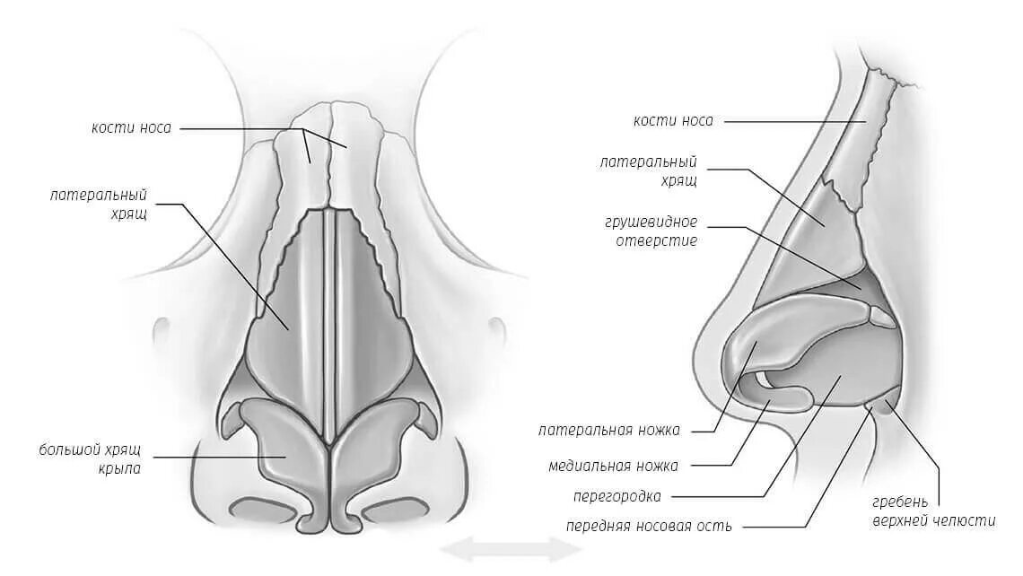 Строение наружного носа. Нос анатомия строение кости и хрящи. Наружное строение носа анатомия. Строение носа (схема 4 класс). Наружный нос анатомия строение.