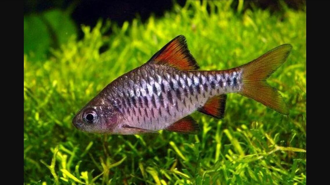 Как выглядит барбус. Барбус олиголепис. барбус олиголепис (oliotius oligolepis). барбус олиголепис (barbus oligolepis). барбус янтохир.