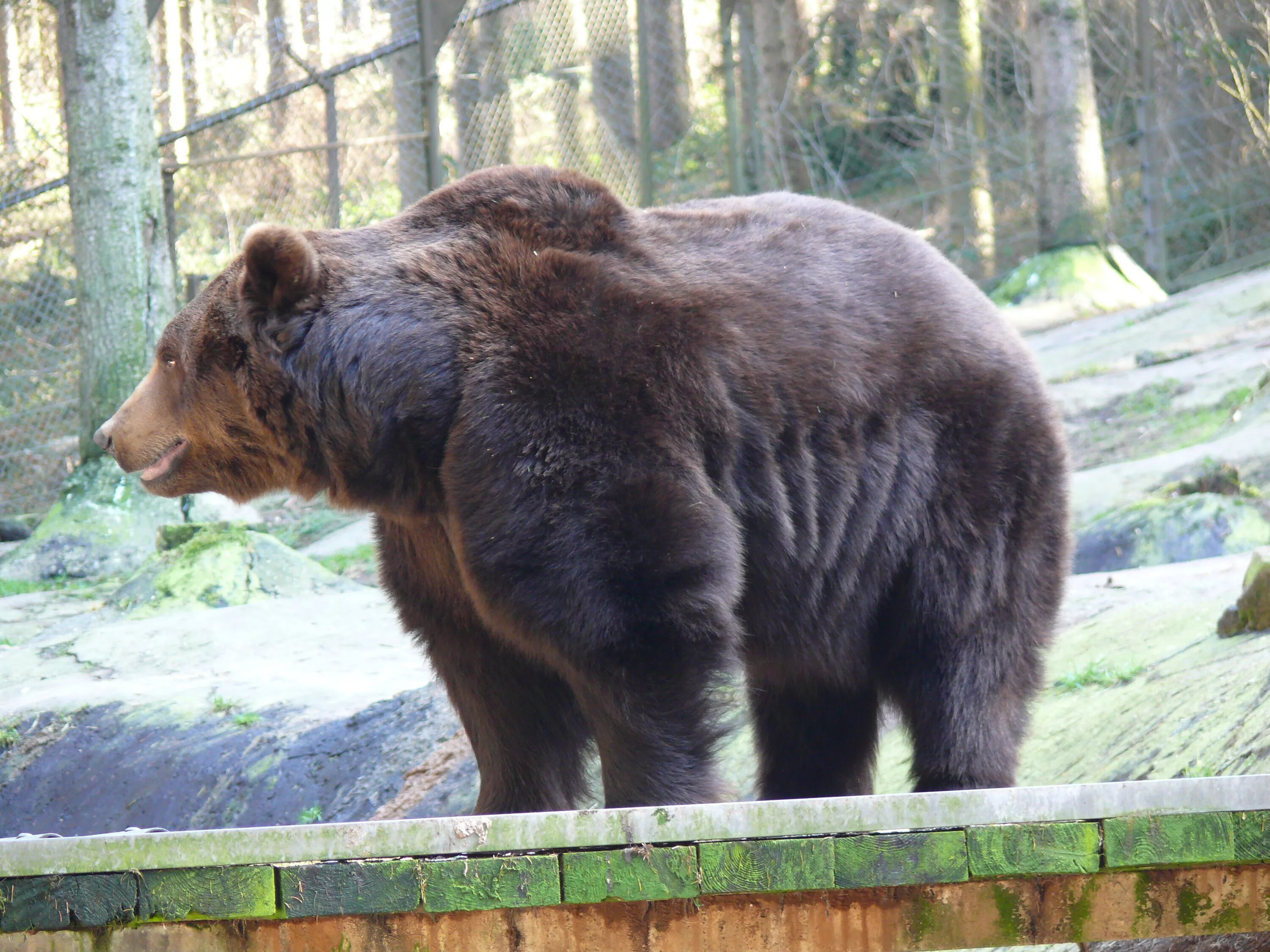 Какие медведи крупнее. Бурый медведь Кадьяк. Большой бурый медведь Кадьяк. Самый большой бурый медведь Кадьяк. Гризли североамериканский бурый медведь.