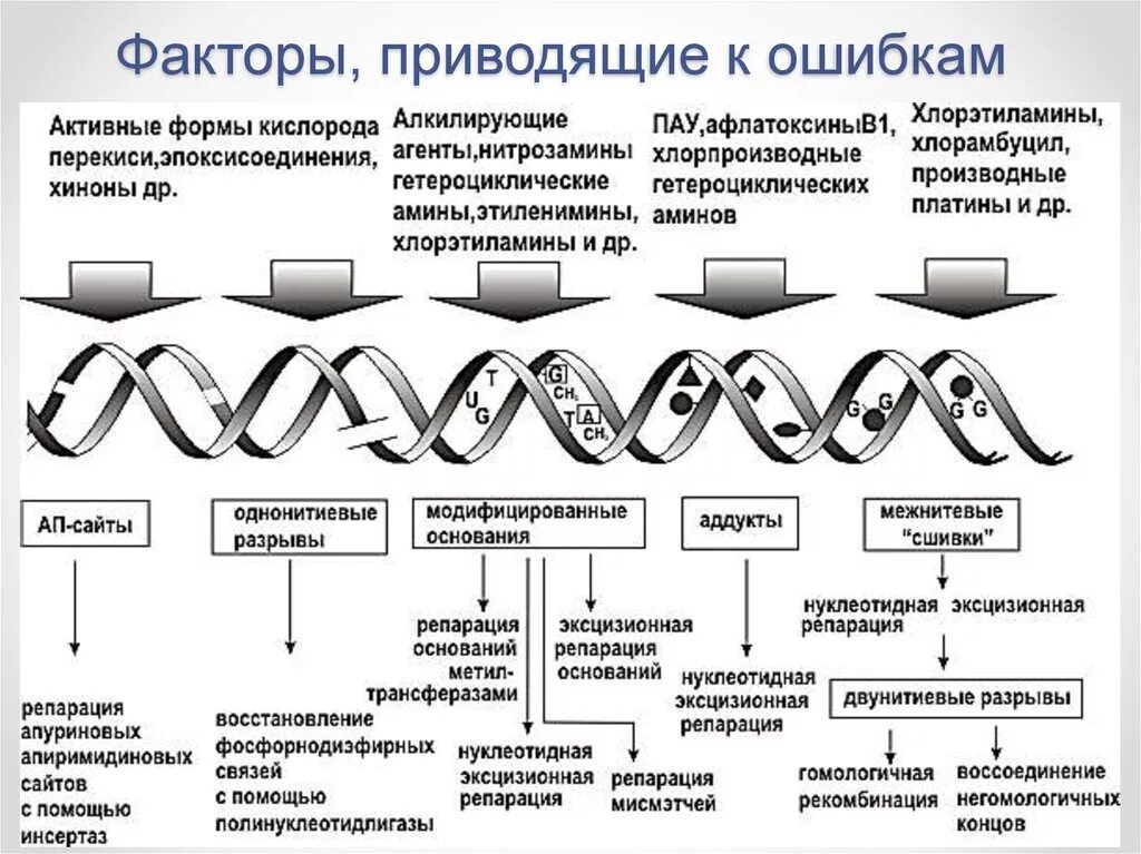 Типы повреждений ДНК. Факторы повреждающие ДНК. Основные типы повреждения ДНК. Факторы репликации ДНК.