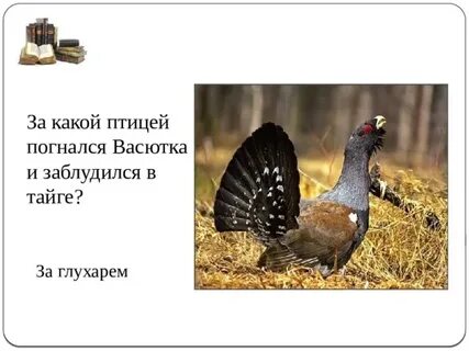Как васютке удалось отвлечь глухаря
