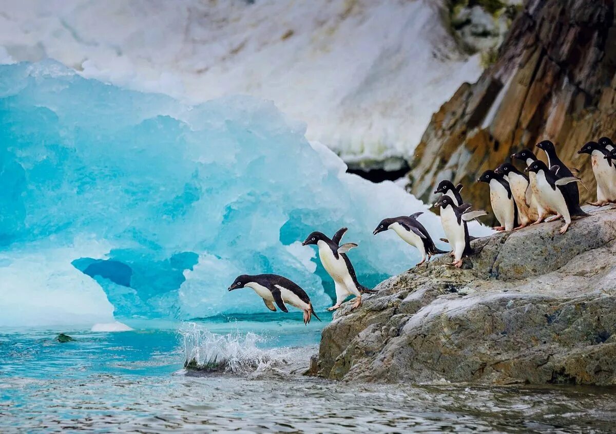 Ушуайя антарктида. Аргентина пингвины Ушуайя. Патагония Огненная земля пингвины. Ушуайя остров пингвинов.
