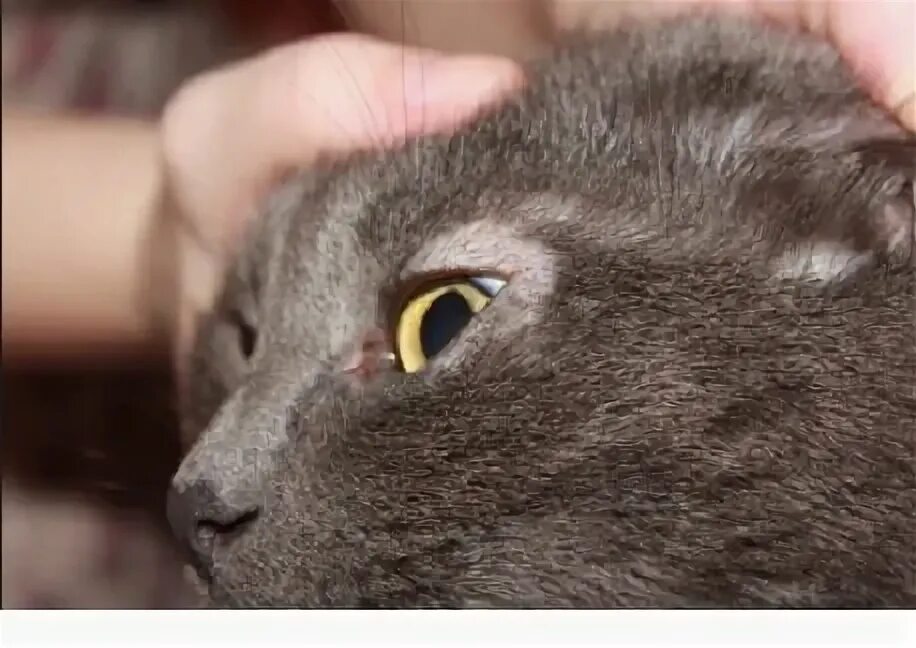 Над глазом у кота. Залысины у кота над глазами. у кошки облысение вокруг глаз. проплешина у британского кота.