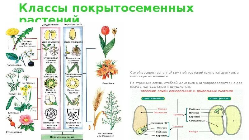 Тест класс однодольные 7 класс. Покрытосеменные растения класс двудольные. Строение цветка покрытосеменных растений. Семейства покрытосеменных растений примеры. Семейства покрытосеменных растений Однодольные.