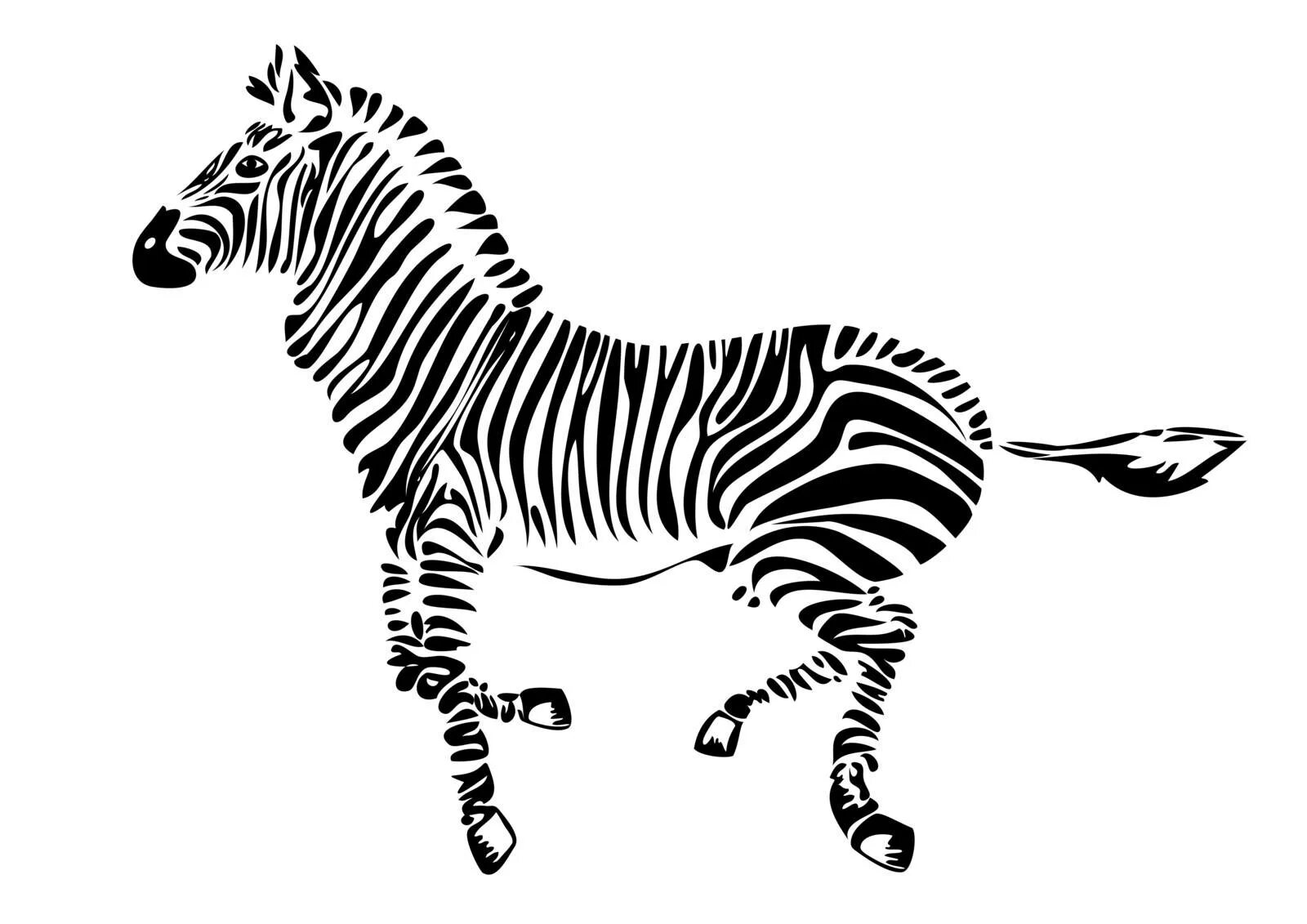Zebra 2d