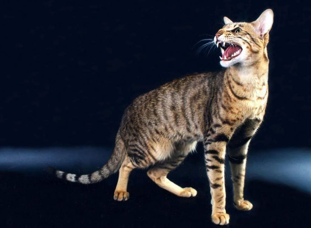 Длинная кошка порода. Кот Ориентал полосатый. Ориентал табби. Ориентальный кот тигровый. Ориентальная кошка тигровая.