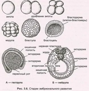Бластула какой зародыш