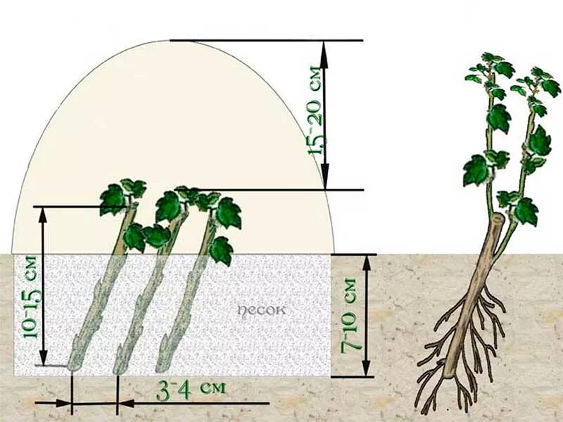 Как посадить голос. Посадка черной смородины черенками. Размножение смородины черенками. Размножение смородины черенками летом. Зеленый черенок крыжовника.