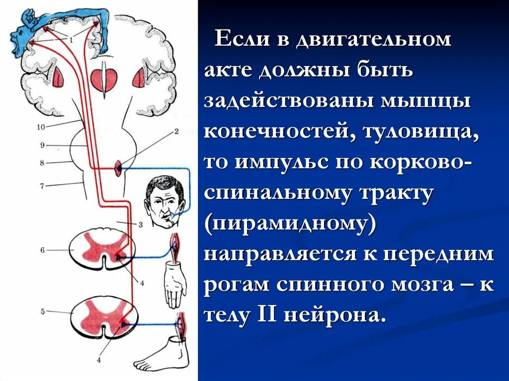 Сколько существует двигательных