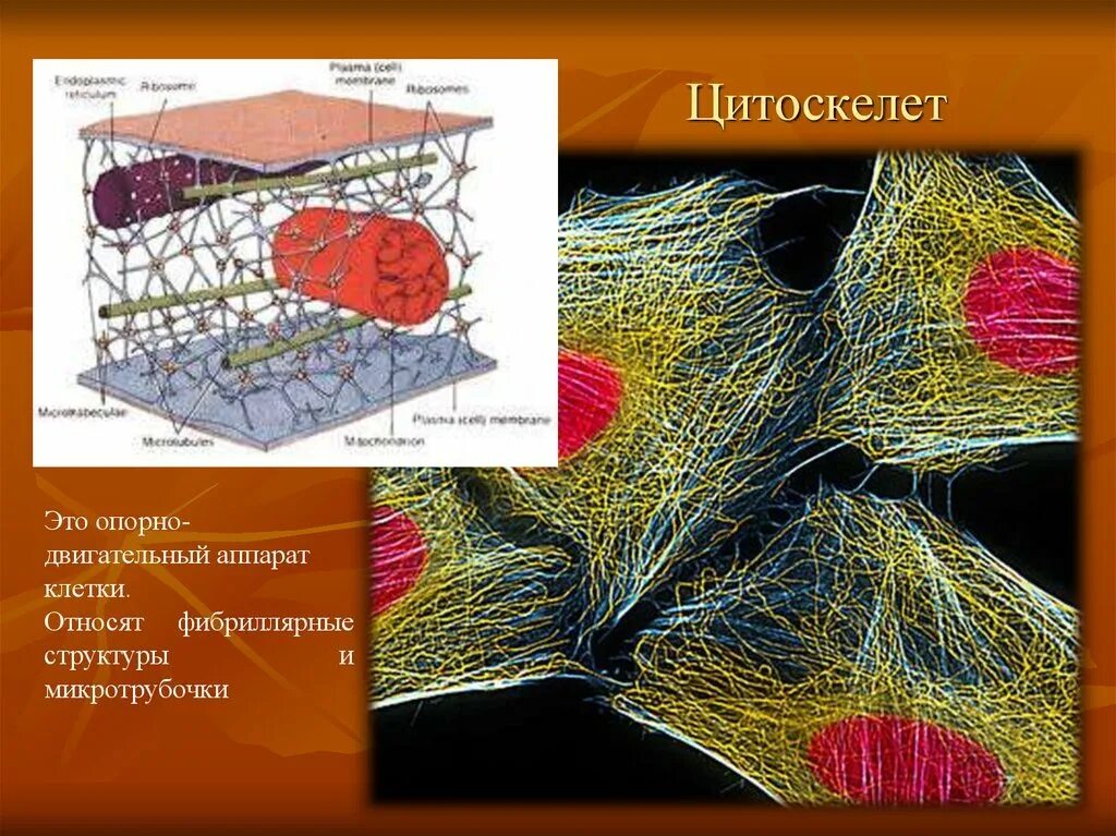 Цитоскелет на рисунке клетки. Цитоскелет микротрубочки. Цитоскелет гистология. Цитоскелет Электронограмма. Цитоскелет нейрона гистология.