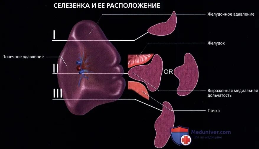 Селезенка тест. Сегменты селезенки анатомия. Селезенка, расположение и строение..