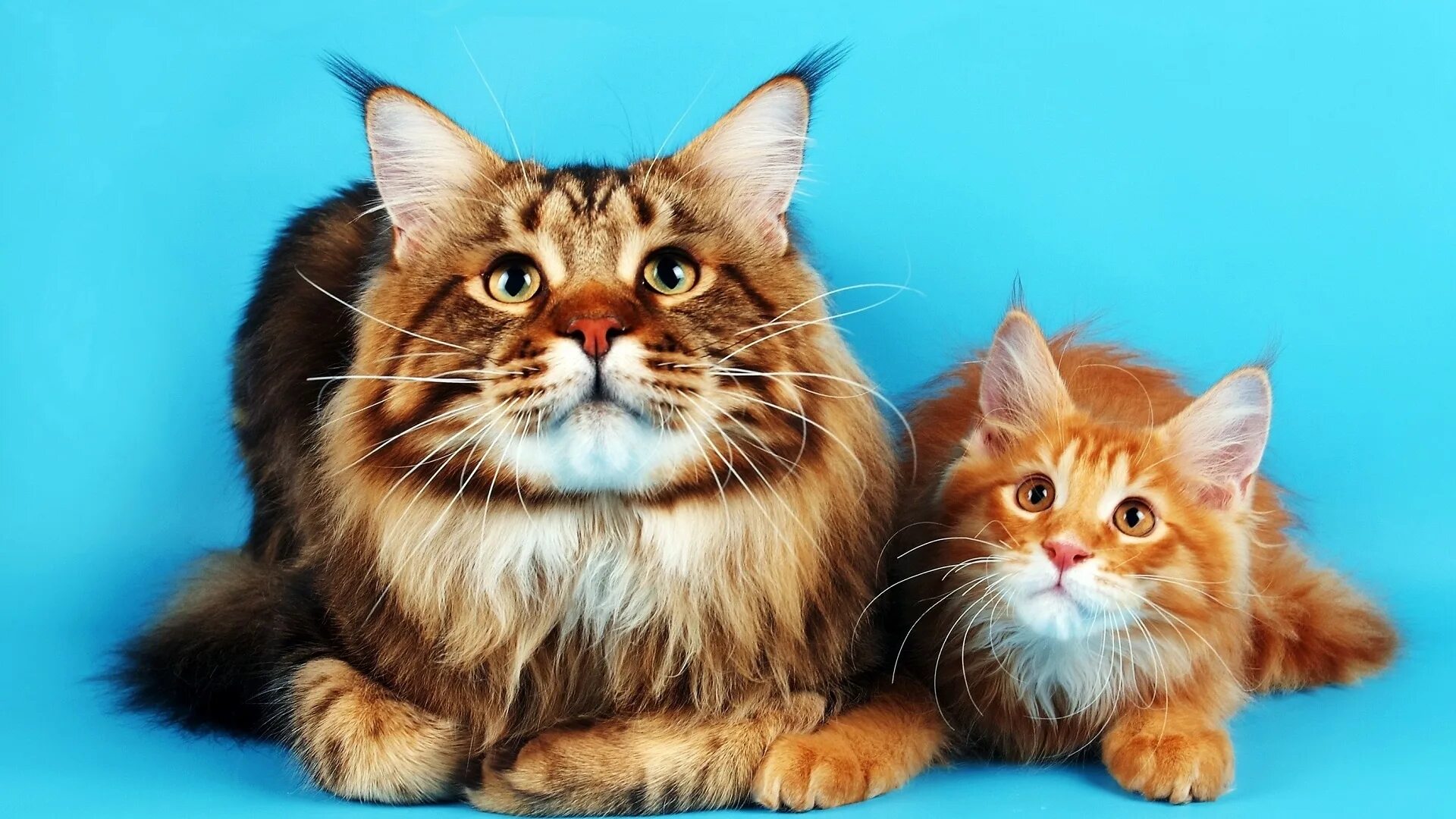 Мейн кун морда. Кошечки с коричневыми носиками. Мэйн кошка мейн кун. Котята породы мейн кун. Нибелунг (порода кошек).