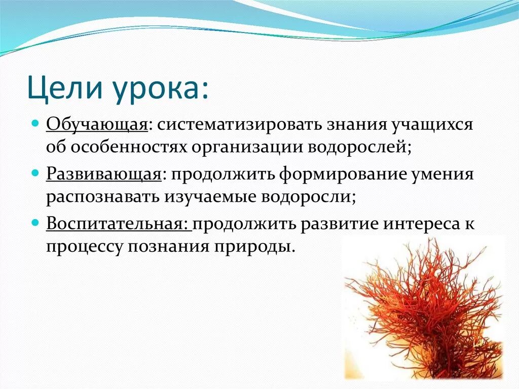 Цель урока водоросли. Вывод по водорослям. Изучение разнообразия водорослей. Цель урока по биологии.